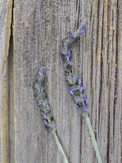 English   Lavender